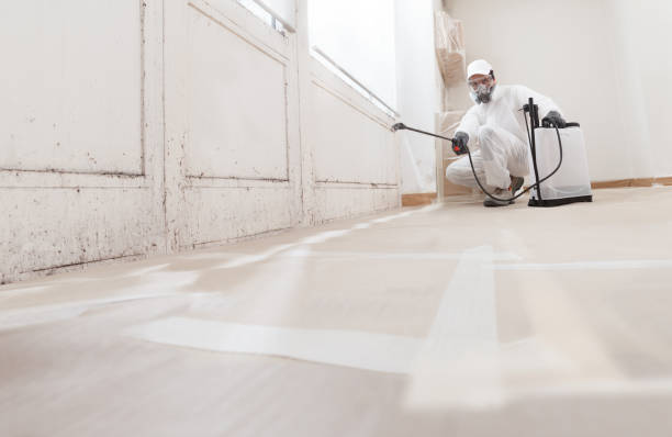 Black mold remediation team in Totowa